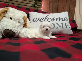 Maltese dogs for sale: Maltese Puppy 1 - Ad 2