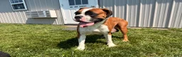 Boxer dogs for sale: Daisy - Ad 5