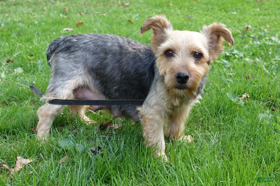 Yorkshire Terrier dogs for sale: Yorkshire Terrier Puppy 3 - Ad 5