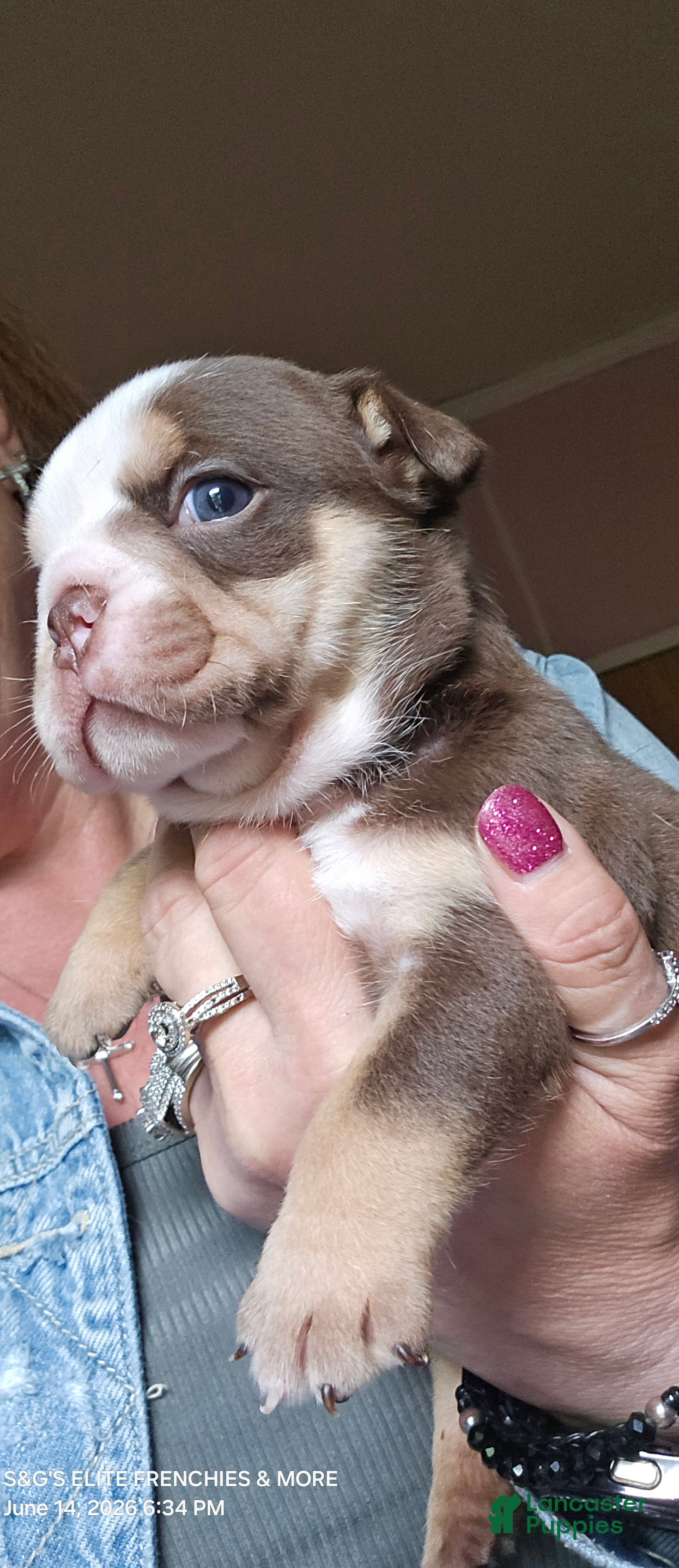 English Bulldog dogs Brandy - Ad 39