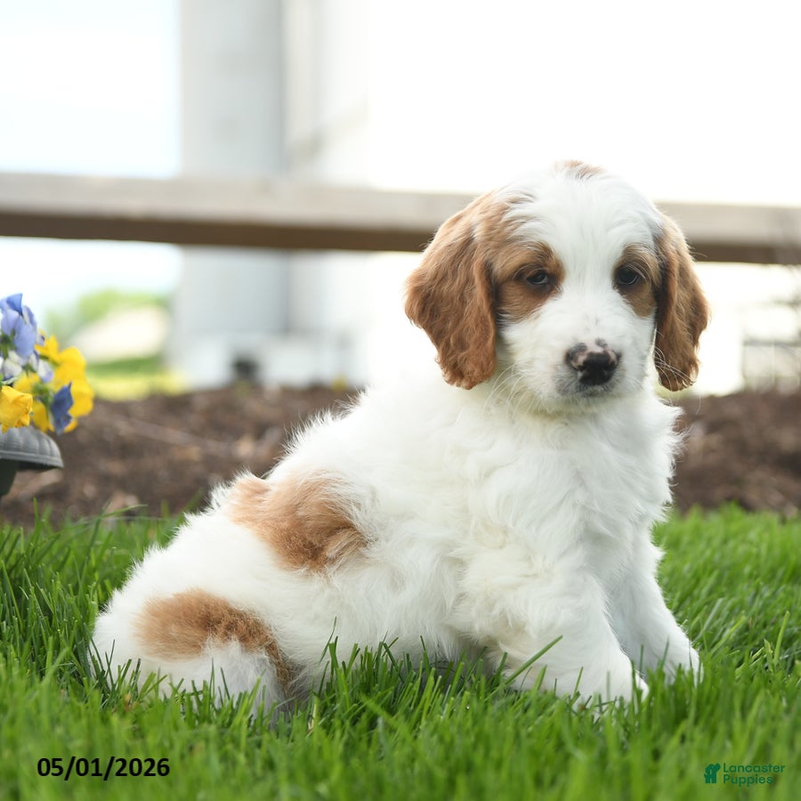 Goldendoodle dogs Trevor - Ad 2