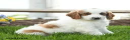 Goldendoodle dogs for sale: Trevor - Ad 2