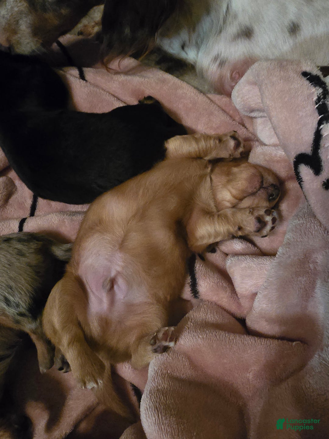 Miniature Dachshund dogs for sale: Duke - Ad 6