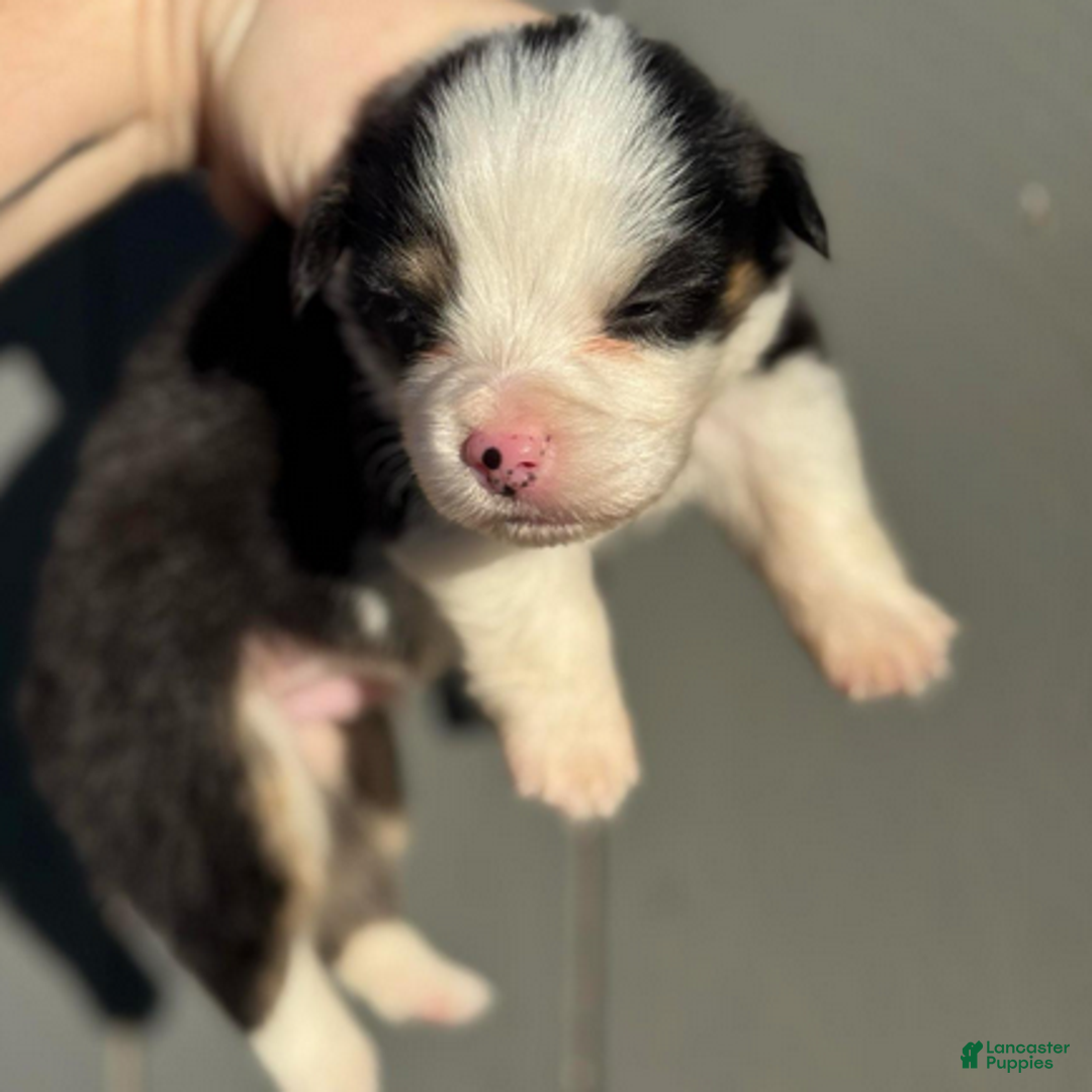 Welsh Corgi Pembroke dogs for sale: Duke (fluffy) - Ad 1