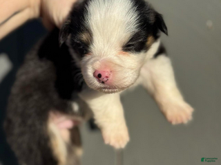 Welsh Corgi Pembroke dogs Duke (fluffy) - Ad 5