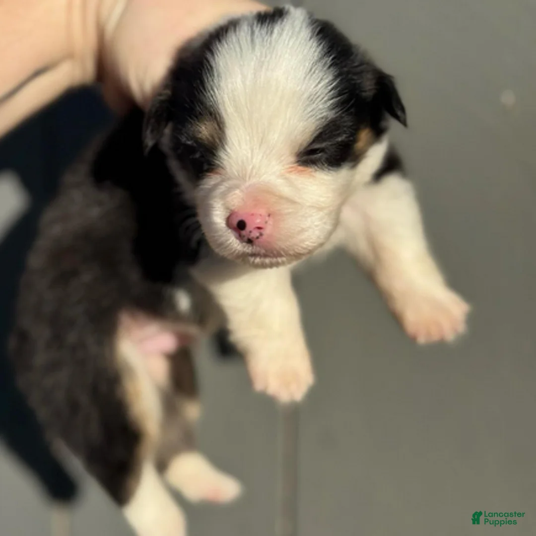 Welsh Corgi Pembroke dogs for sale: Duke (fluffy) - Ad 1