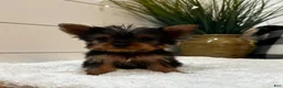 Yorkshire Terrier dogs for sale: Tinkerbell  - Ad 6