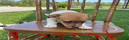 Jack Russell Terrier dogs for sale: Rascal - Ad 5