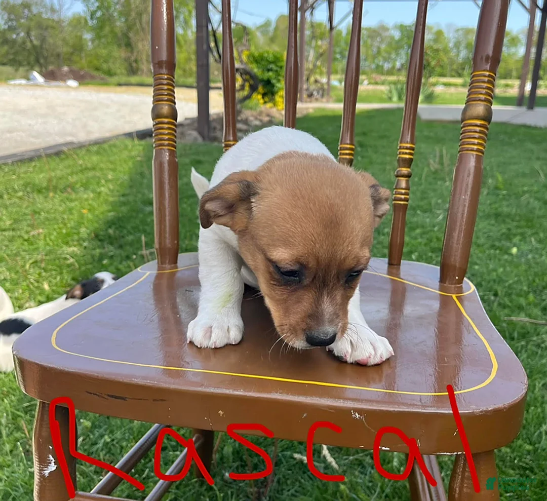 Jack Russell Terrier dogs for sale: Rascal - Ad 5