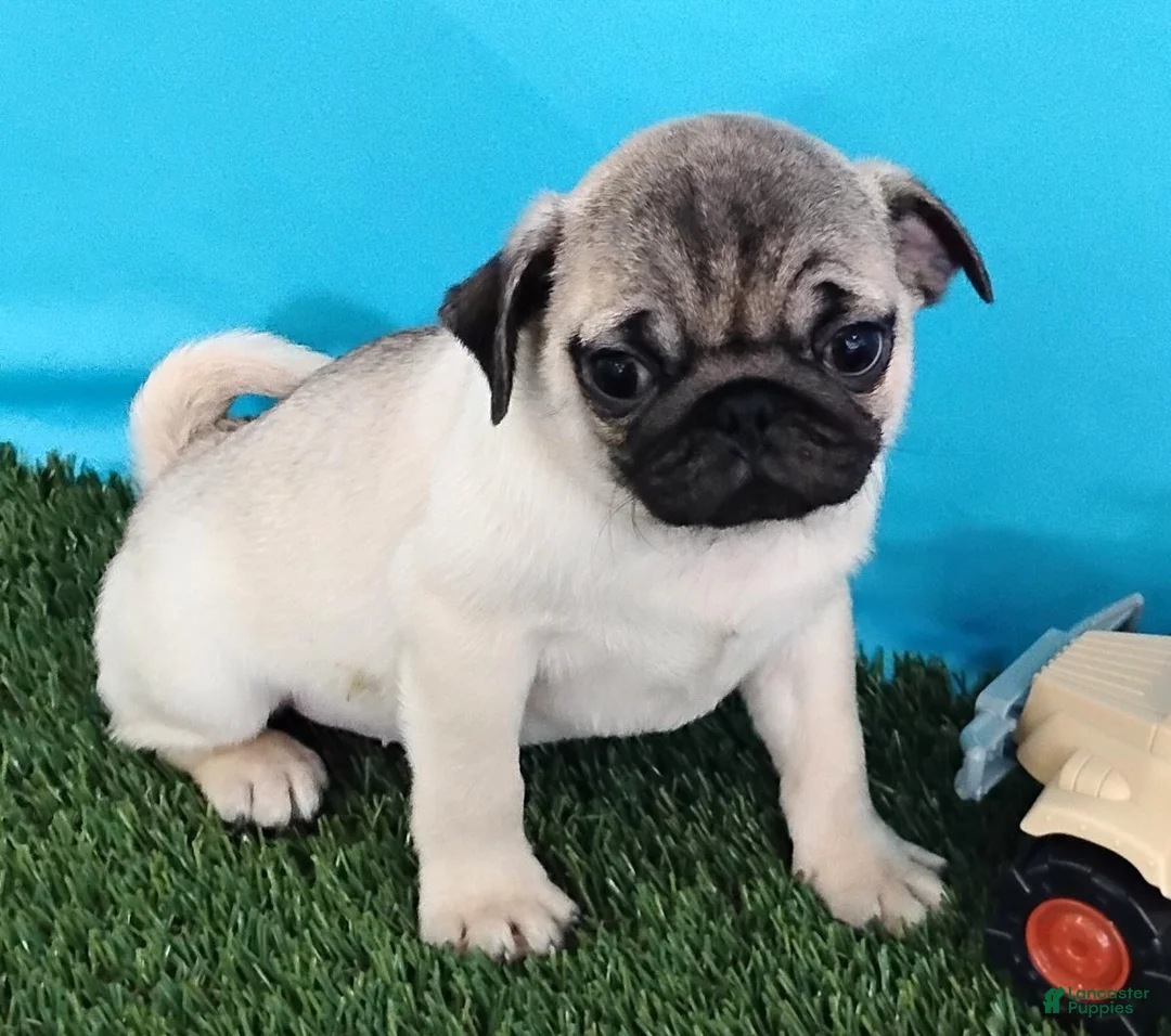 Pug dogs for sale: Pablo - Ad 2