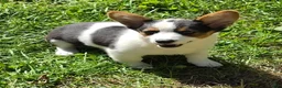 Welsh Corgi Pembroke dogs for sale: Oreo girl  - Ad 3