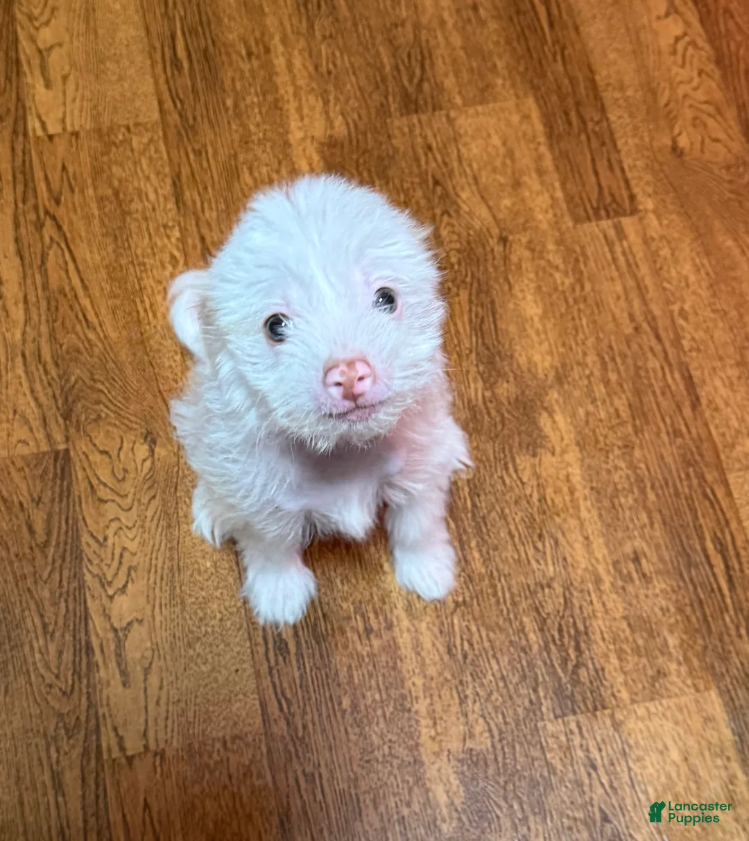 Chinese Crested dogs for sale: Chinese Crested Puppy 2 - Ad 1