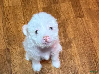 Chinese Crested dogs Chinese Crested Puppy 2 - Ad 4