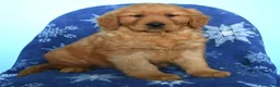 Golden Retriever dogs for sale: Willow - Ad 2