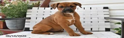 Mixed Breed dogs for sale: Betsy - Ad 8