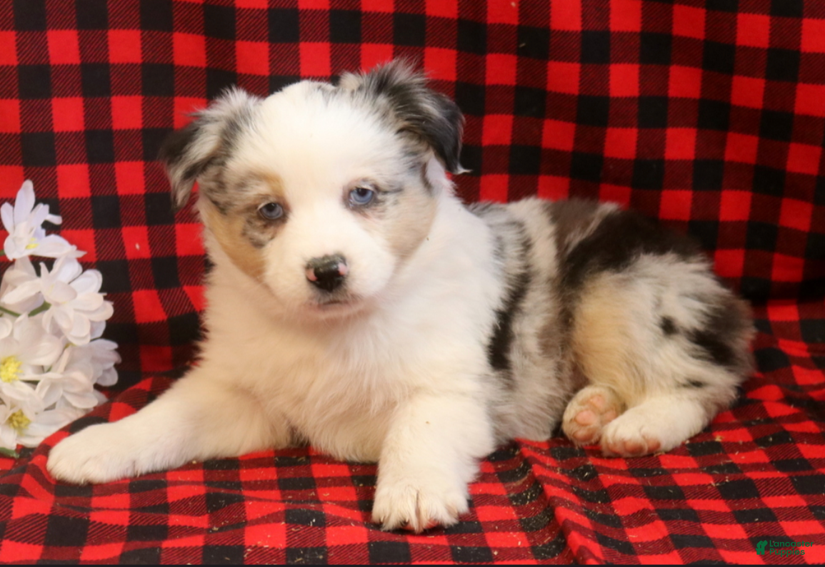 Miniature Australian Shepherd dogs Lacy - Ad 1