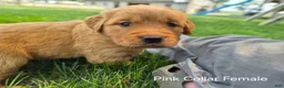 Golden Retriever dogs for sale: Lilly (Purple Collar) - Ad 1
