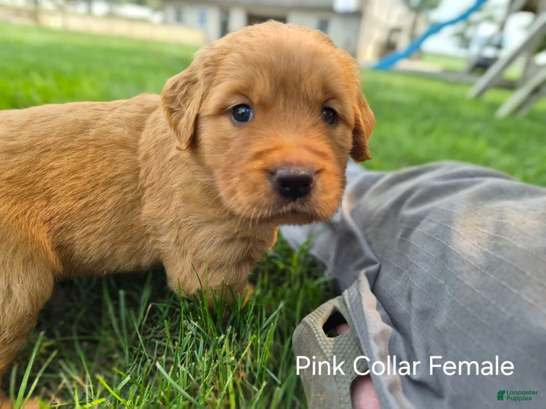 Golden Retriever dogs for sale: Lilly (Purple Collar) - Ad 1
