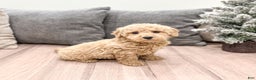 Goldendoodle dogs for sale: Benji - Ad 1