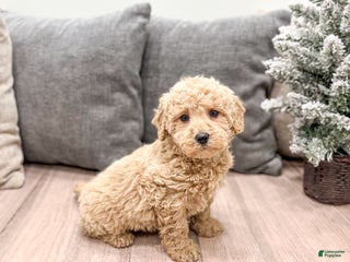 Goldendoodle dogs Benji - Ad 9