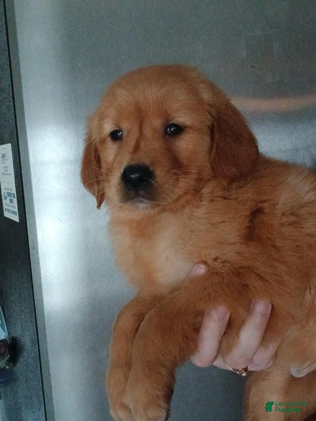 Golden Retriever dogs for sale: charlie - Ad 1