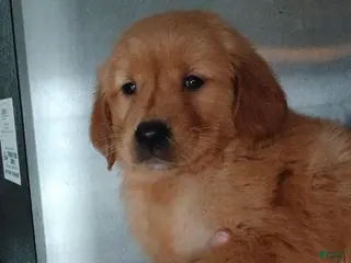 Golden Retriever dogs charlie - Ad 17