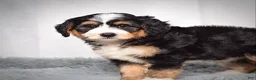 Mini Bernedoodle dogs for sale: Bailey - Ad 4