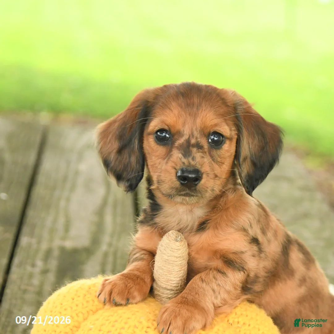 Miniature Dachshund dogs for sale: Angel - Ad 5