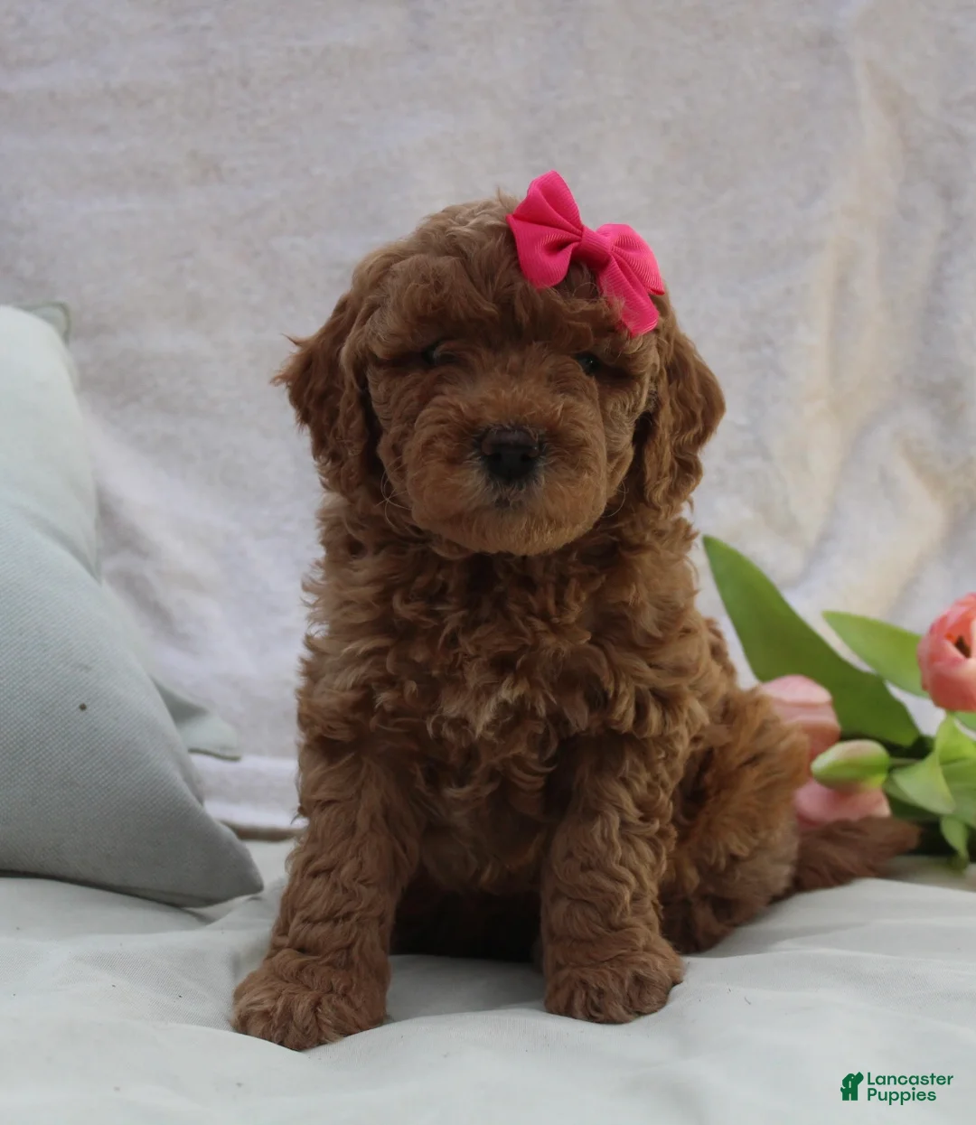 Mini Goldendoodle dogs for sale: Roxanne - Ad 2