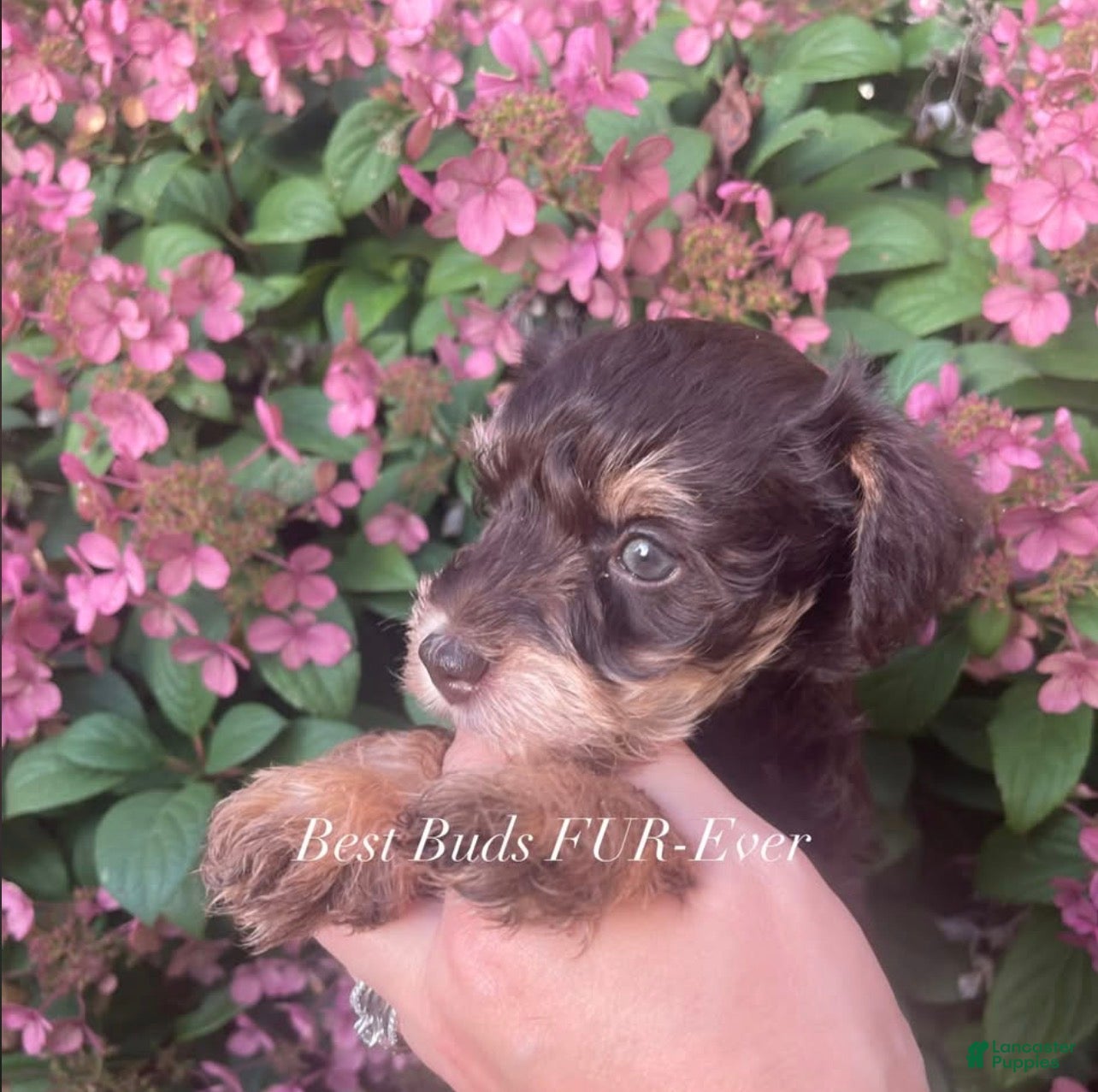 Miniature Schnauzer dogs Miniature Schnauzer 2 - Ad 2