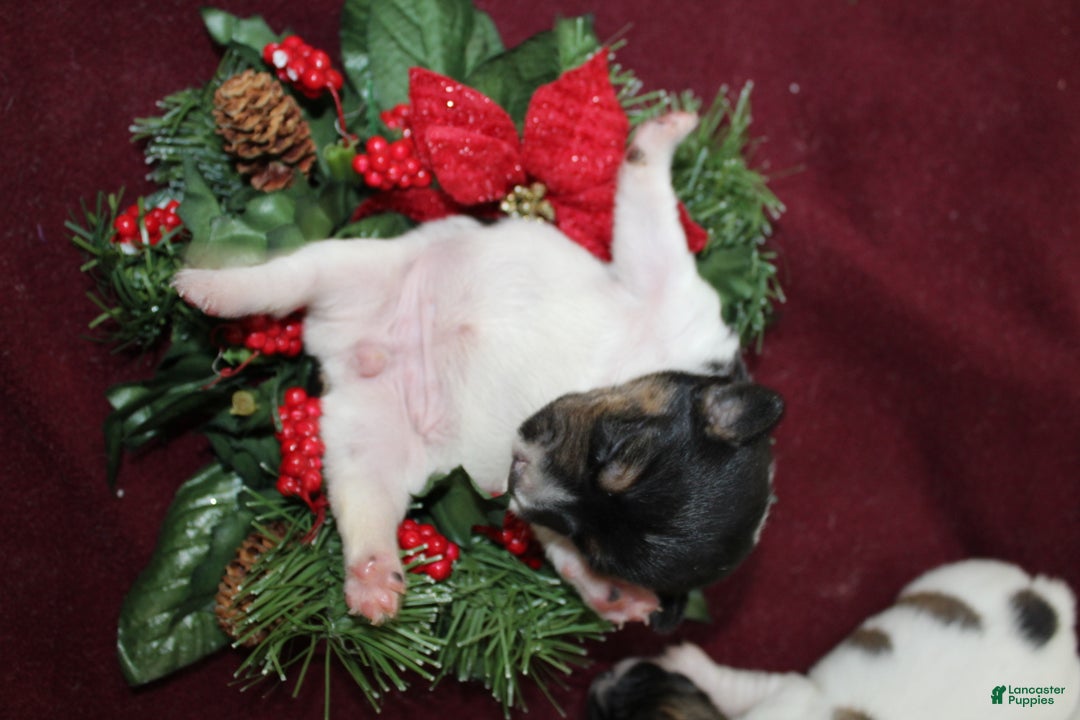 Jack Russell Terrier dogs for sale: PeppermintPatty - Ad 4