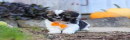 Shih Tzu dogs for sale: Riley - Ad 4