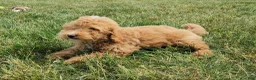 Mini Bernedoodle dogs for sale: Spencer - Ad 17