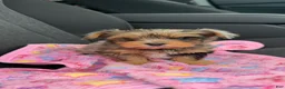 Yorkshire Terrier dogs for sale: Rayne  - Ad 7