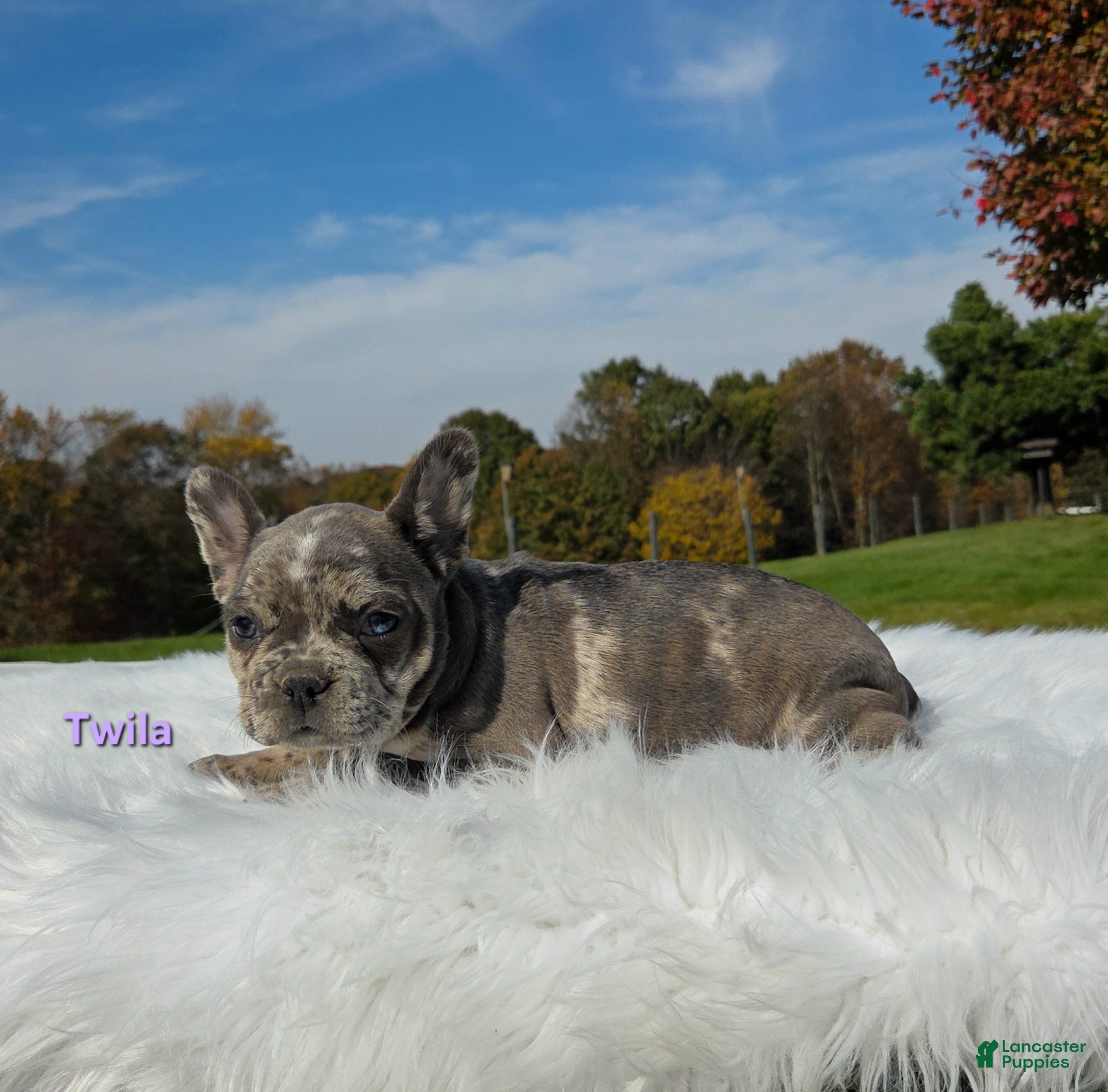 Mixed Breed dogs for sale: Twila - Ad 2