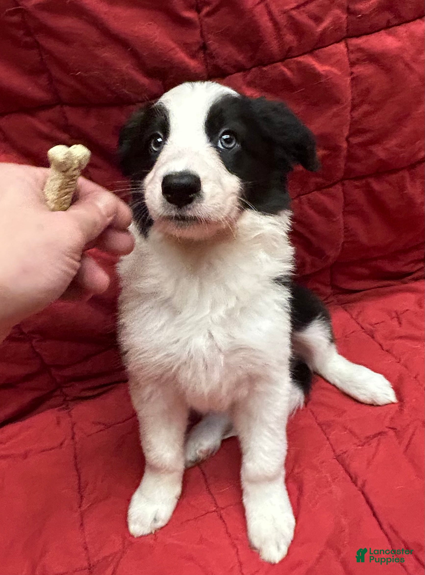 Border Collie dogs Faye - Ad 2