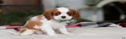 Cavalier King Charles Spaniel dogs for sale: Landon - Ad 2