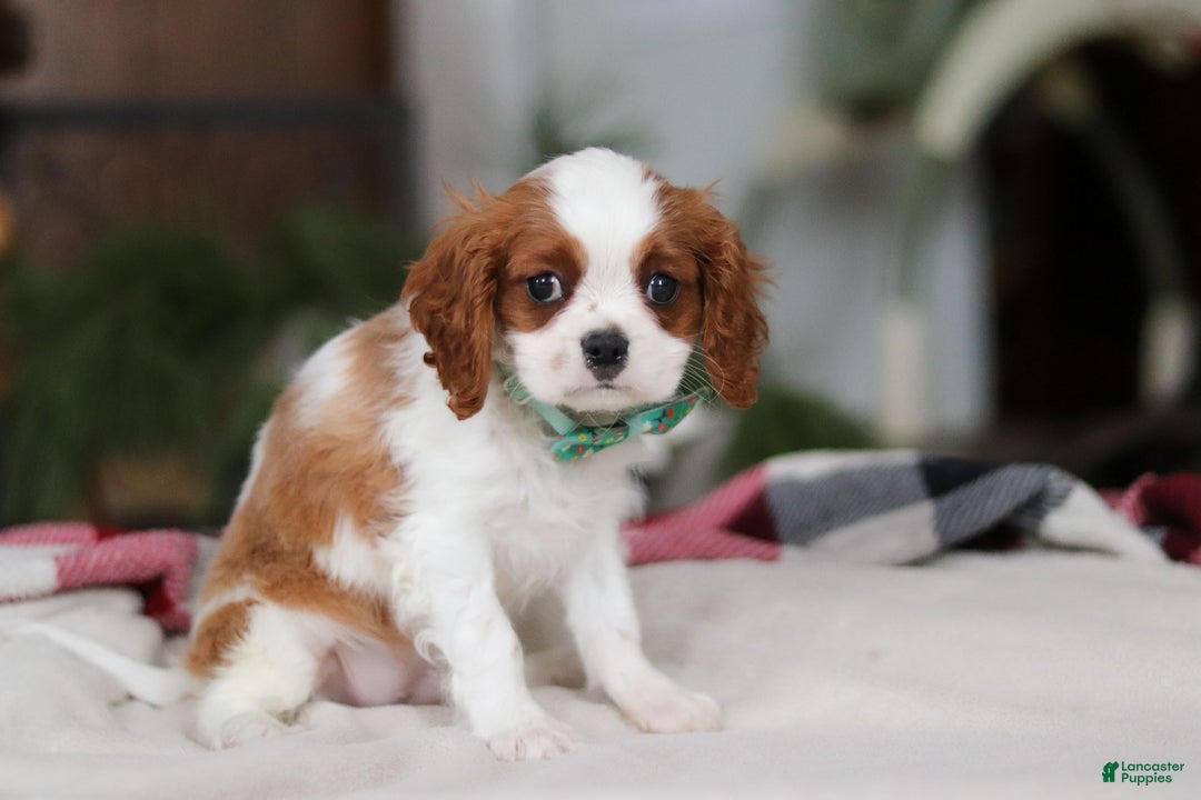 Cavalier King Charles Spaniel dogs for sale: Landon - Ad 2