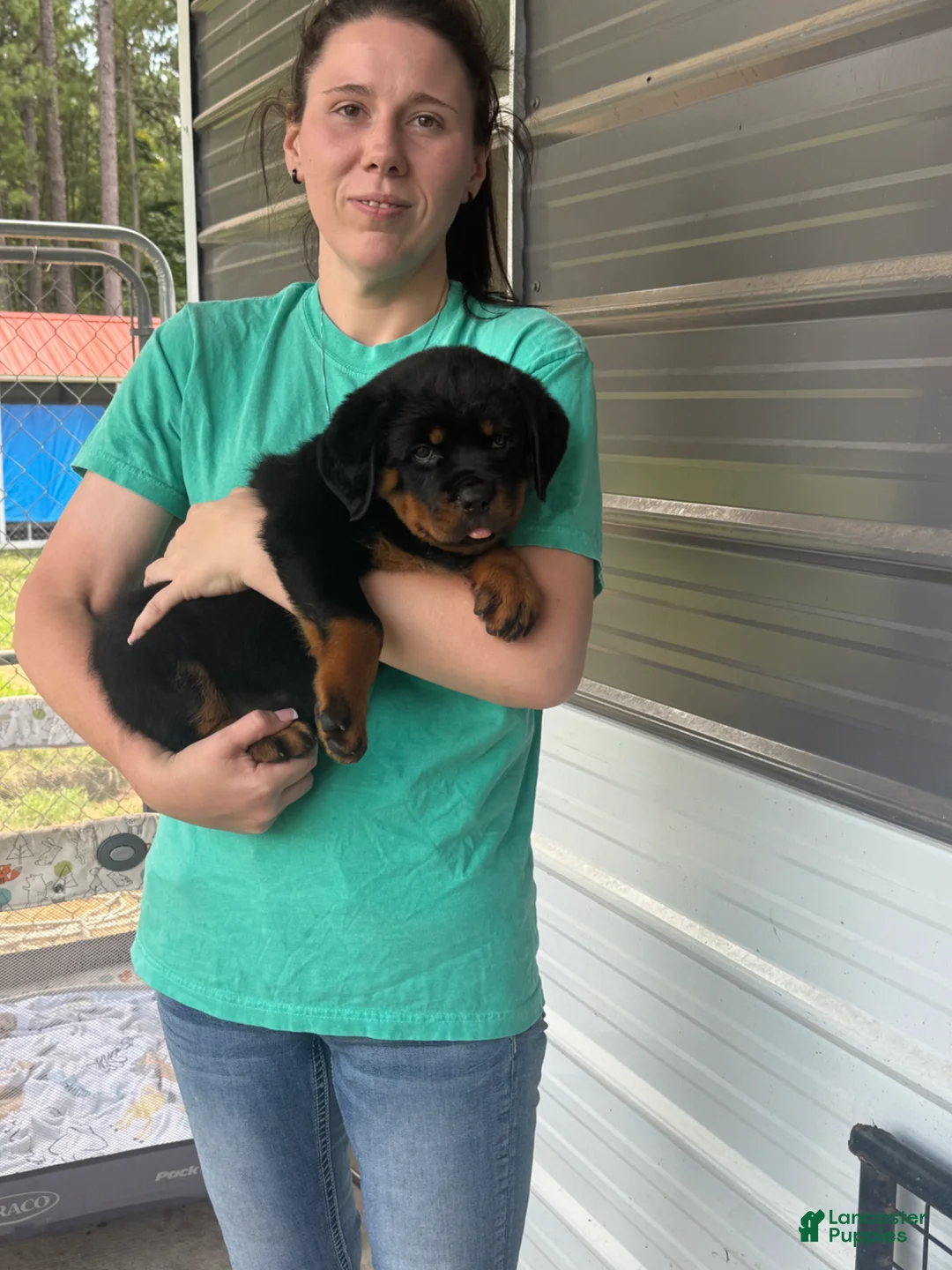 Rottweiler dogs for sale: Rottweiler Puppy 3 - Ad 1