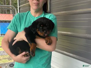 Rottweiler dogs for sale: Rottweiler Puppy 3 - Ad 2