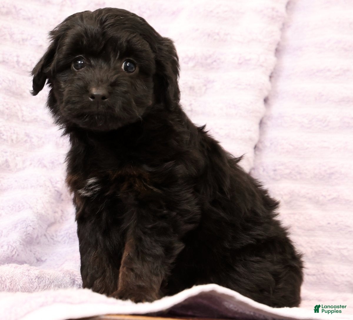 Mini Aussiedoodle dogs Sadie - Ad 32