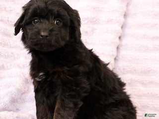 Mini Aussiedoodle dogs Sadie - Ad 41