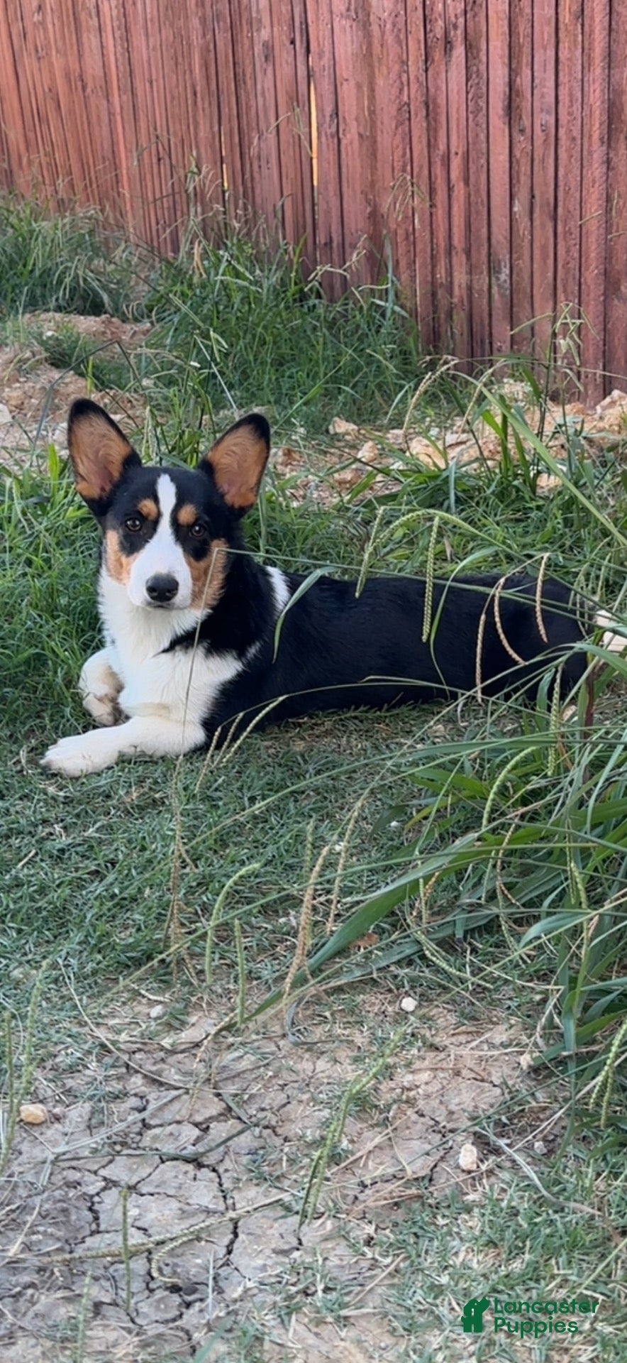 Welsh Corgi Pembroke dogs Welsh Corgi Pembroke 1 - Ad 2