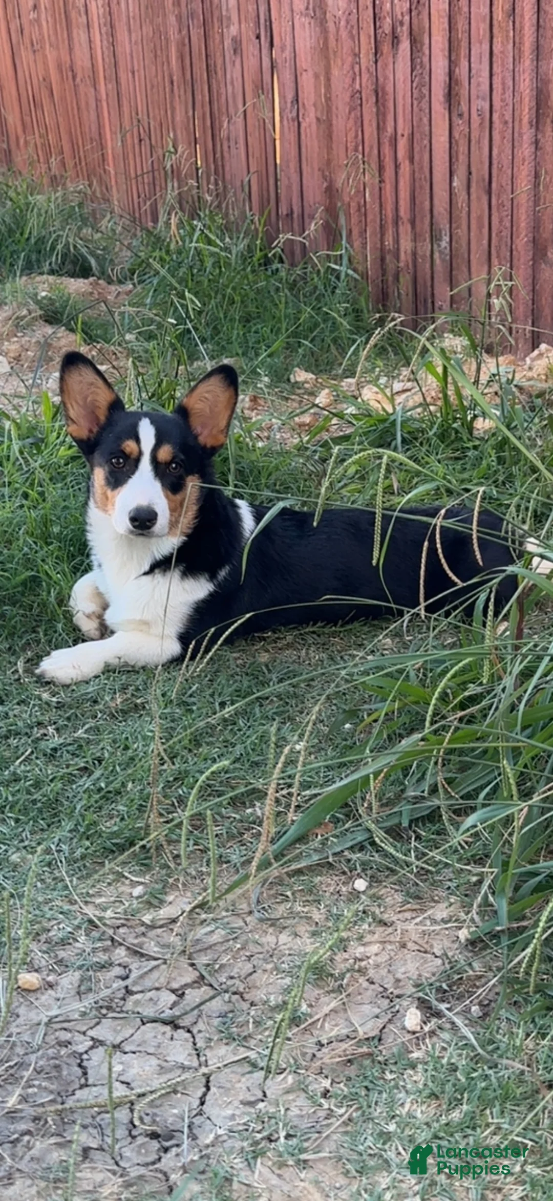 Welsh Corgi Pembroke dogs for sale: Welsh Corgi Pembroke 1 - Ad 2