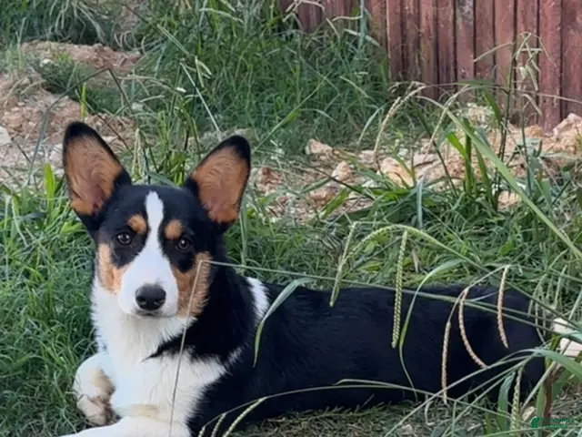 Welsh Corgi Pembroke dogs for sale: Welsh Corgi Pembroke 1 - Ad 2