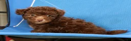 Havapoo dogs for sale: Dixie - Ad 3