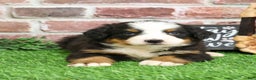 Bernese Mountain Dog dogs for sale: Holly  - Ad 8