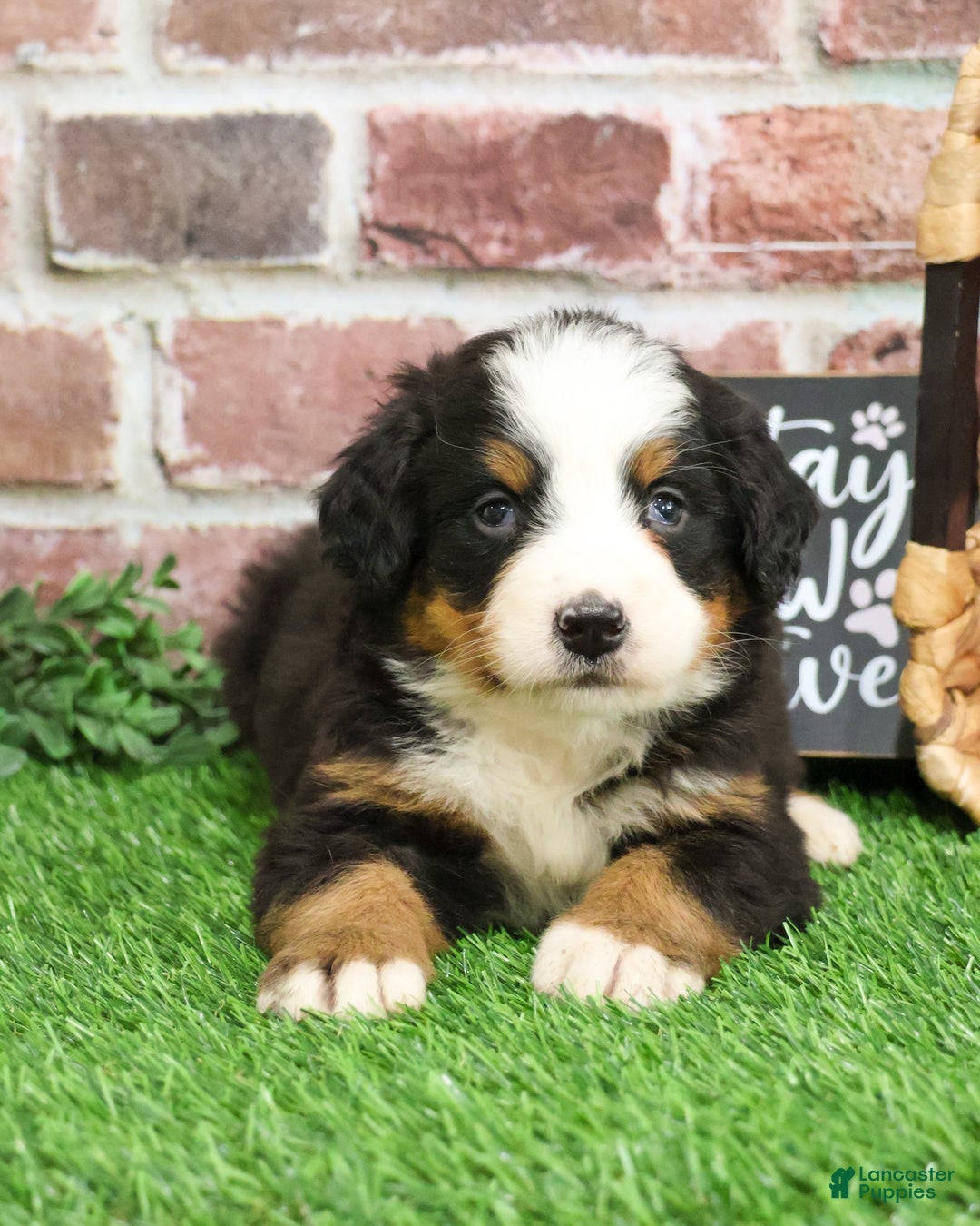 Bernese Mountain Dog dogs for sale: Holly  - Ad 8