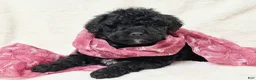 Mini Bernedoodle dogs for sale: Queenie - Ad 2