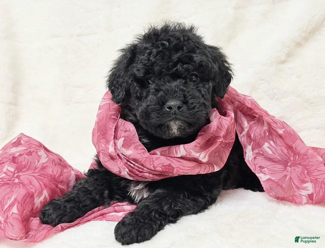 Mini Bernedoodle dogs for sale: Queenie - Ad 2